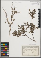 Foto von Salix purpurea L. x Salix repens L.